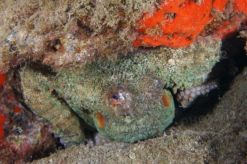An octopus, Common Octopus (Octopus vulgaris), peeks out of its rocky niche between red sea sponges, dive site Roca Jolia, Las Galletas, Tenerife, Canary Islands, Spain, Europe