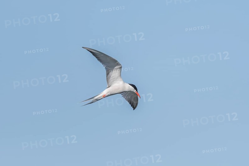 Common tern (Sterna hirundo) hovering over a marsh. Bas Rhin, Alsace, France, Europe