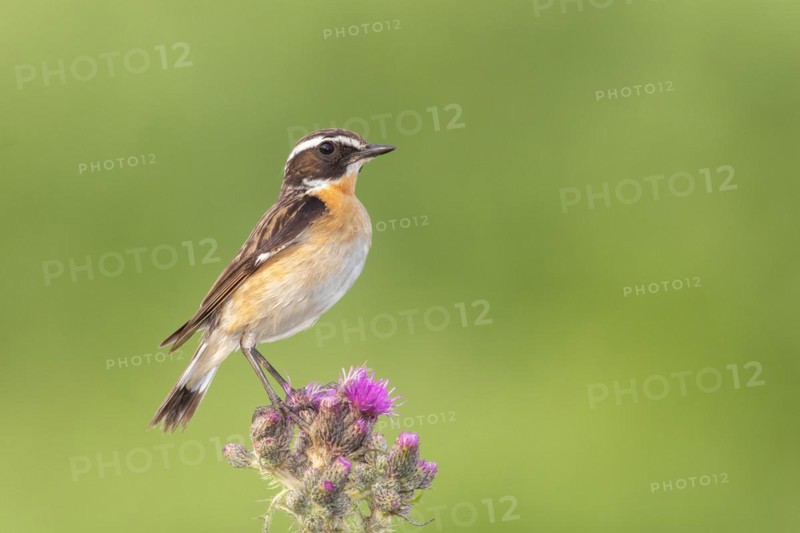 Whinchat (Saxicola rubetra), male standing on marsh thistle (Cirsium palustre), songbirds, animals, birds, North Rhine-Westphalia, Germany, Europe