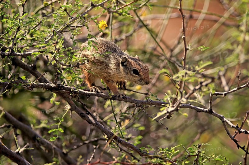 Antelope gopher, (Ammospermophilus harrisii), adult, on tree, foraging, Sonoran Desert, Arizona, North America, USA, North America