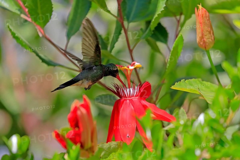 Broad-billed hummingbird (Cynanthus latirostris), adult, male, flying, on flower, foraging, Sonoran Desert, Arizona, North America, USA, North America