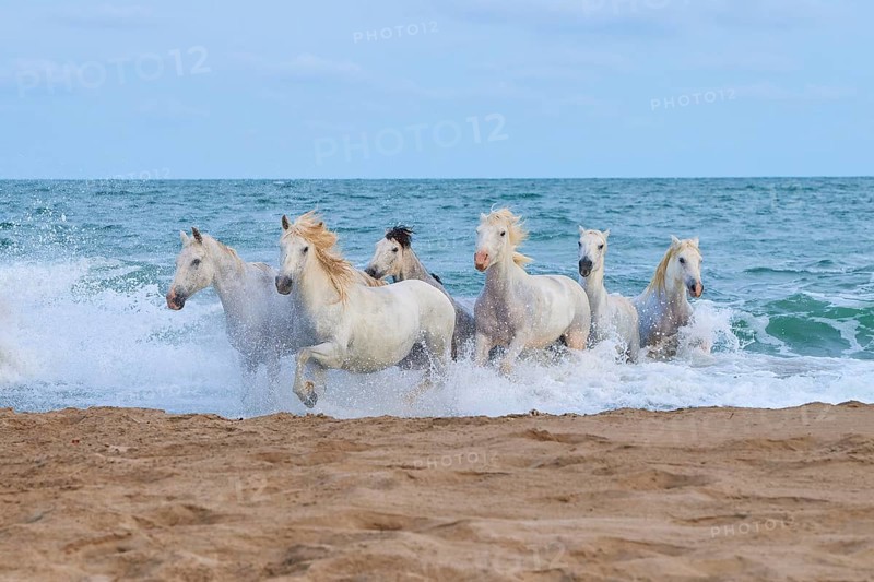 White Camargue horses gallop through the shallow water by the sea along a sandy beach, Camargue, France, Europe