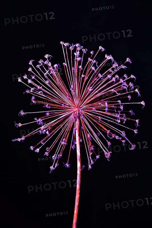 Flower ball of a faded ornamental allium, slightly processed, Bavaria, Germany, Europe