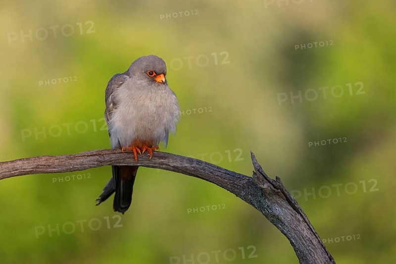 Red-footed Falcon, (Falco vespertinu), perching station, falcon family, Tower Hide, Tiszaalpár, Kiskunsági National Park, Bács-Kiskun, Hungary, Europe