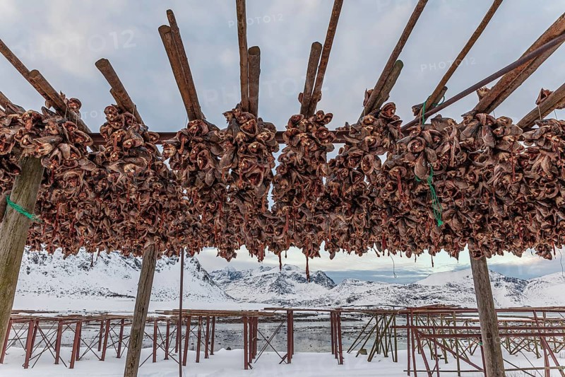 Dried fish, skrei, traditional fishing, winter, Moskenesoya, Lofoten, Norway, Europe