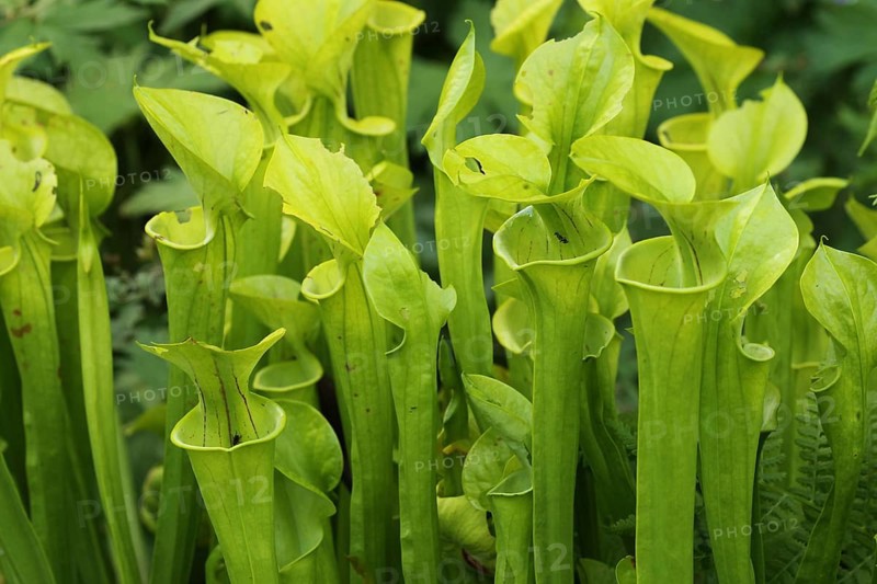 Yellow pitcherplant (Sarracenia flava) carnivorous plant, Vogelpark Walsrode, Lower Saxony, Germany, Europe