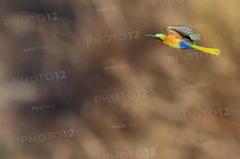 Red-throated Bee-eater, (Merops bulocki), flight photo, Bansang quarry, Bansang, South Bank, Gambia, Africa