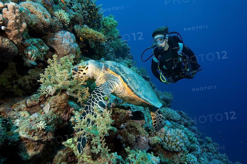 Diver looking at large Hawksbill sea turtle (Eretmochelys imbricata) eating leather coral in coral reef, Red Sea