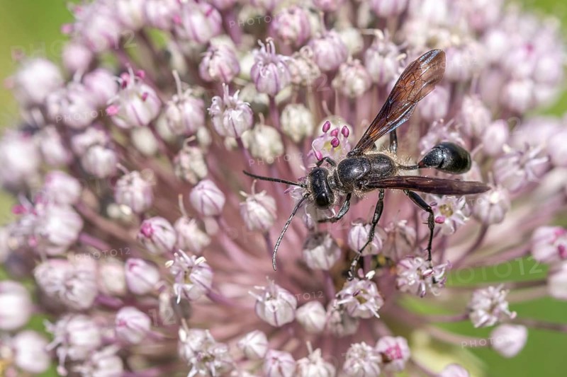 Mexican isodont (Isodontia mexicana) looking for pollen on a pink flower Bas rhin, Alsace, grand est, France, Europe