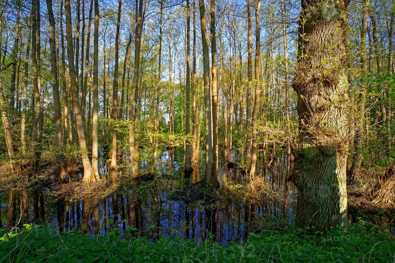 Alluvial forest at Kirchwerder Mühlendamm, an old bird sanctuary in the Zollenspieker nature reserve. Kirchwerder, Hamburg, Germany, Europe