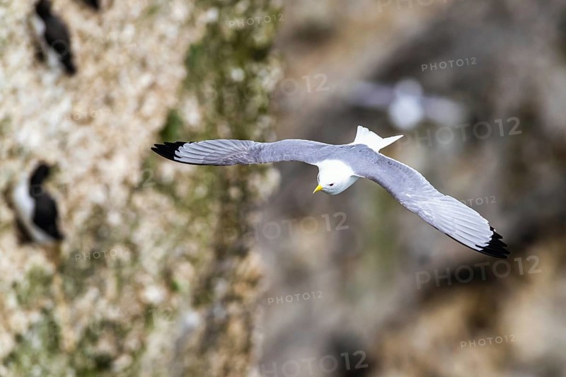 Black-legged Kittiwake, Rissa tridactyla, Bird in fly, Bempton Cliffs, North Yorkshire, England, United Kingdom, Europe