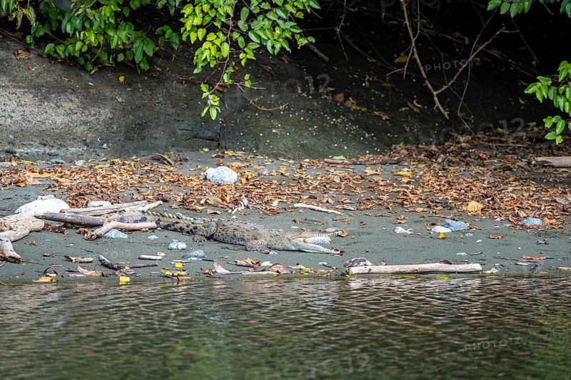 Spectacled caiman (Caiman crocodilus) with open mouth, lying in the sand at the water's edge, in the rainforest, Corcovado National Park, Osa, Puntarena Province, Costa Rica, Central America