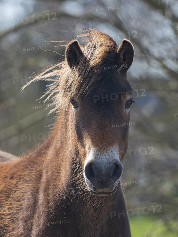 Icelandic Pony, (Equus ferus caballus), portrait of animal looking alert, island of Texel, Holland