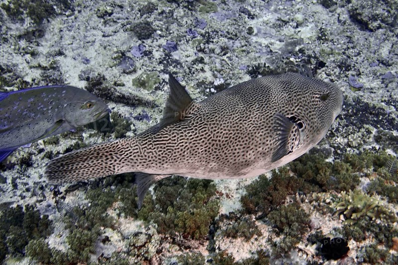 Giant pufferfish (Arothron stellatus) swimming in the sea over corals, dive site SD, Nusa Ceningan, Nusa Penida, Bali, Indonesia, Asia