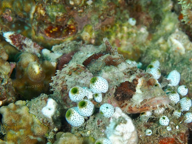 A camouflaged fish with white and colourful spots, Papuan scorpionfish (Scorpaenopsis papuensis), among sea squirts, Spice Reef dive site, Penyapangan, Bali, Indonesia, Asia