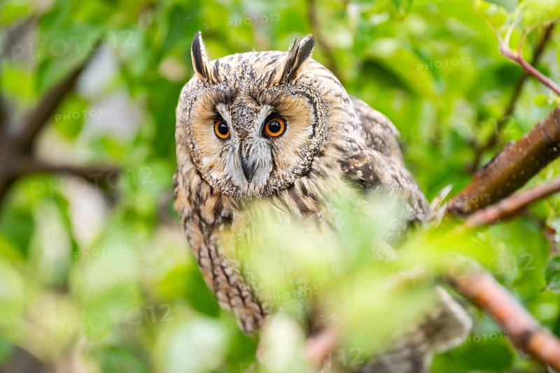 Long-eared owl (Asio otus), or lesser horned owl, sitting on a branch, captive, Pyrenees, Catalonia, Spain, Europe