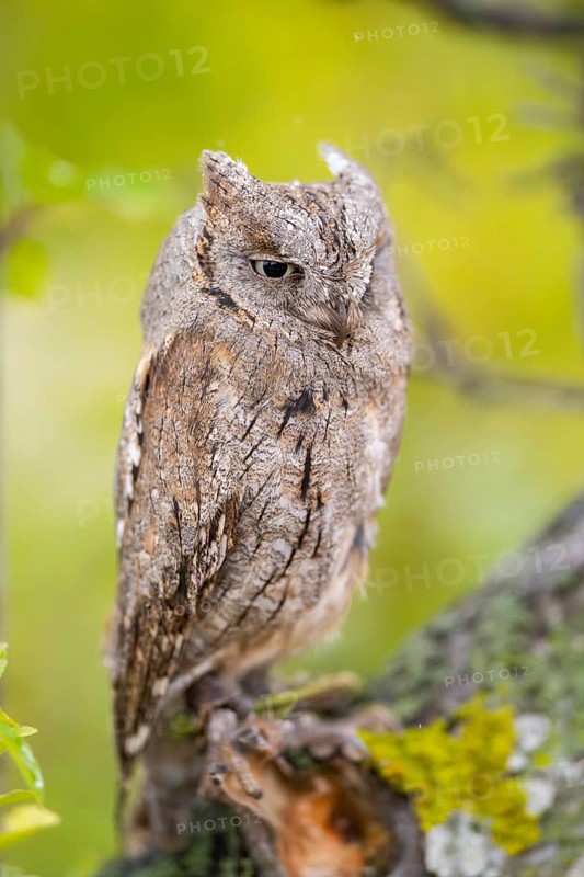 Eastern screech owl (Megascops asio) or Eastern screech-owl, captive, sitting on a branch, Pyrenees, Catalonia, Spain, Europe