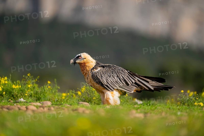 Bearded Vulture (Gypaetus barbatus) adult bird, Pyrenees, Lleida, Spain, Europe
