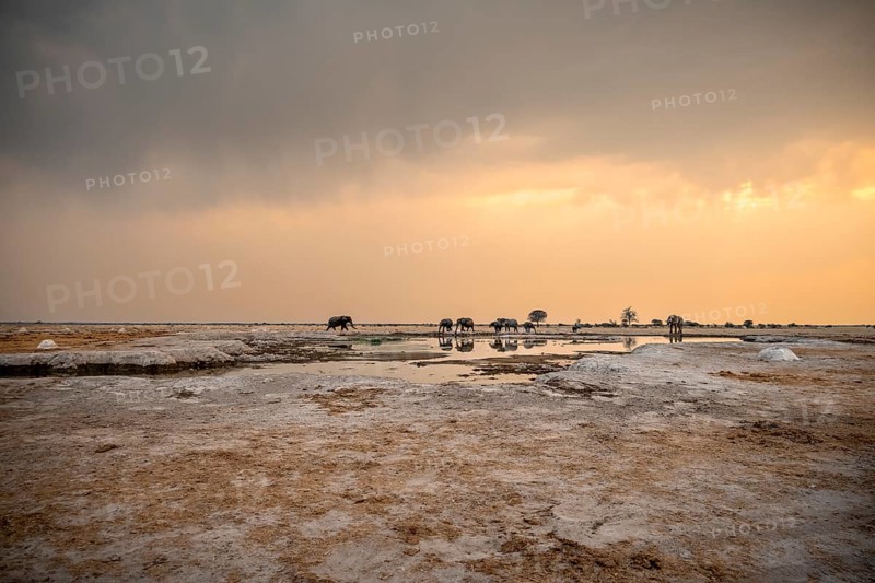 African elephant (Loxodonta africana), group drinking at a waterhole, dramatic cloudy sky at sunset, thunderclouds, minimalism, Nxai Pan National Park, Botswana, Africa