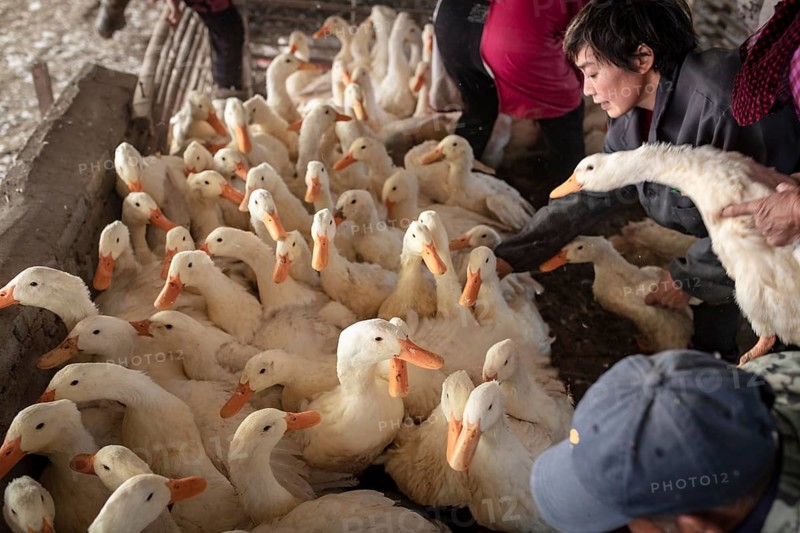 Ducks being vaccinated at the duck breeding centre Jiang Su Xiang Gui Breeding Co. Ltd, Xiang Shui County, China, Asia