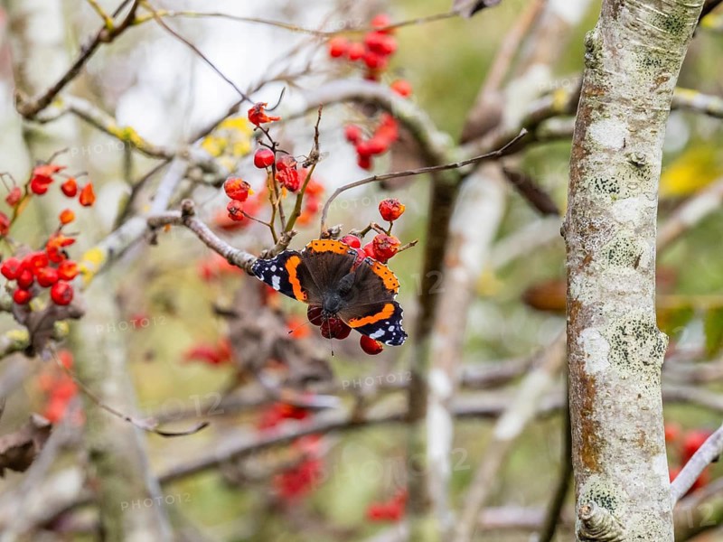 Red Admiral (Vanessa atalanta), butterfly perched on a Rowan tree branch, sunbathing in autumn sunlight, island of Texel, Holland