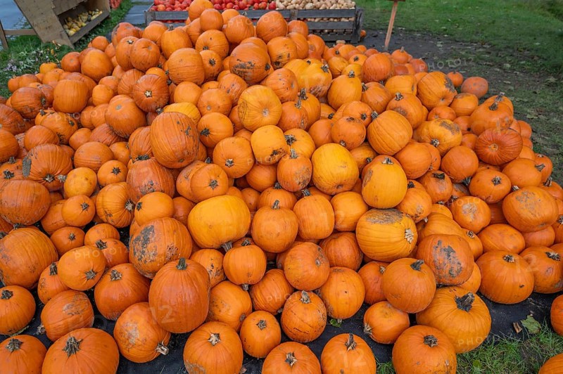 Pumpkins piled up for sale, Hokkaidos, Bavaria, Germany, Europe