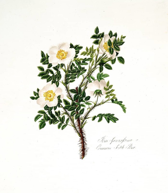 Rosa spinosissima, Common Scotch Rose, Rose, Old rose, Rose cultivar, Illustration from 1799, Historic, digitally restored reproduction from a 19th century original, Record date not stated