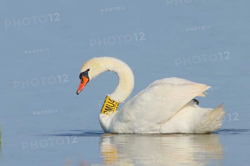 Mute swan (Cygnus olor) adult bird with identification collar swimming in shallow water, Wildlife, Animals, Waterfowl, Apetlon, Lake Neusiedl National Park, Burgenland, Austria, Europe