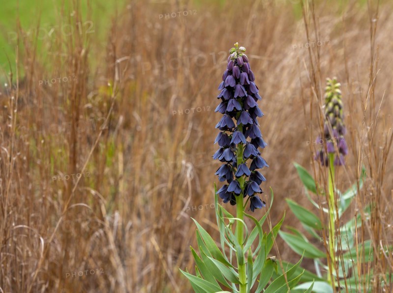 Persian Fritillaria, Fritilllaria persica, lily plant, Berlin, Germany, Europe
