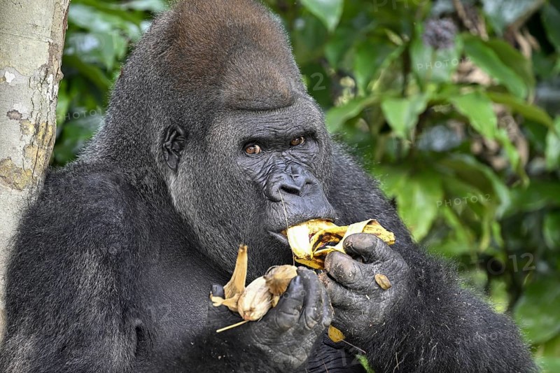 Western lowland gorilla (Gorilla gorilla gorilla) eating a banana, male animal, Silverback, Réserve Lésio-Louna nature reserve, near Moembe, Plateau department, Republic of Congo