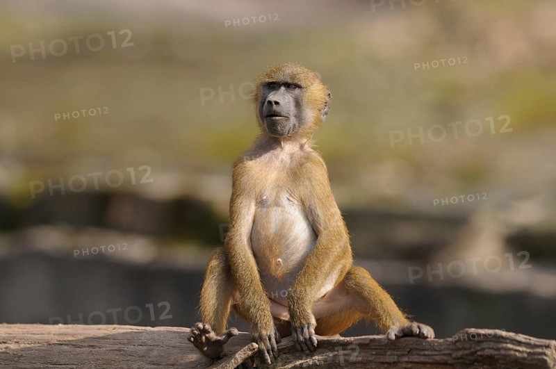 A young baboon sits attentively on a tree trunk, Guinea baboon (Papio papio), captive, Germany, Europe