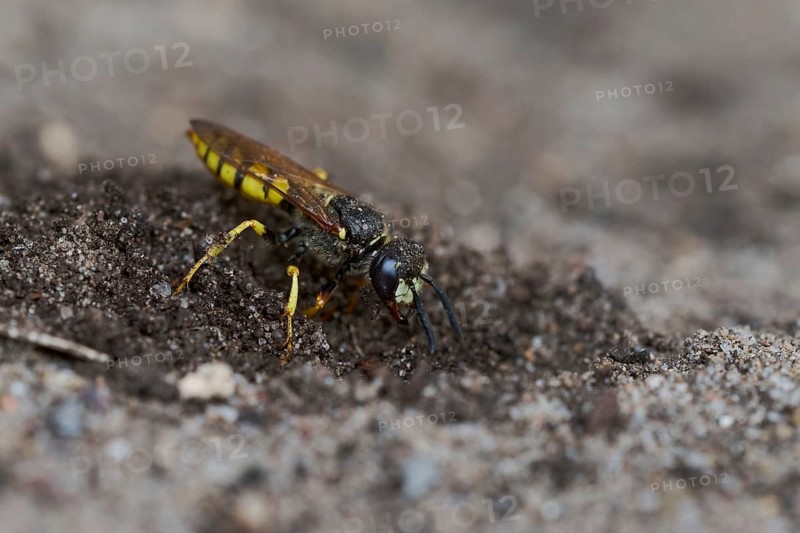 Beewolf digging (Philanthus triangulum) Lower Saxony, Germany, Europe