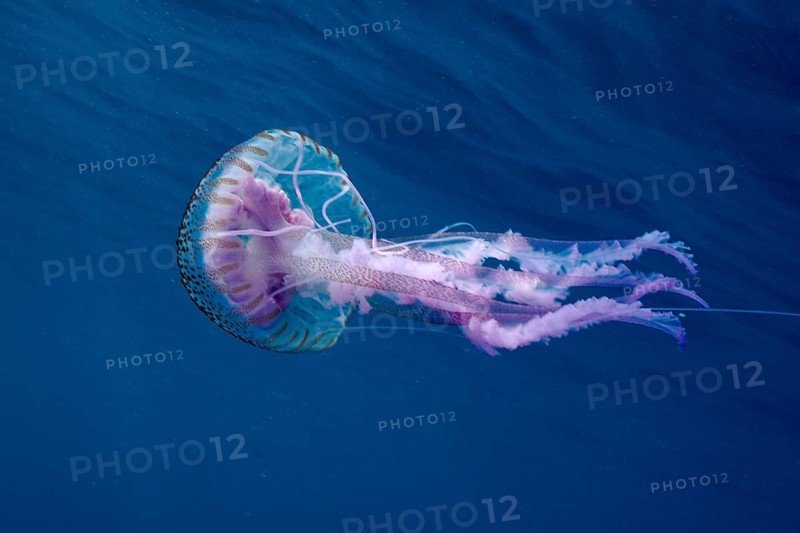 Elegant luminous jellyfish (Pelagia noctiluca) floating in the blue depths of the ocean, dive site Cap de Creus Marine Protected Area, Rosas, Costa Brava, Spain, Mediterranean Sea, Europe