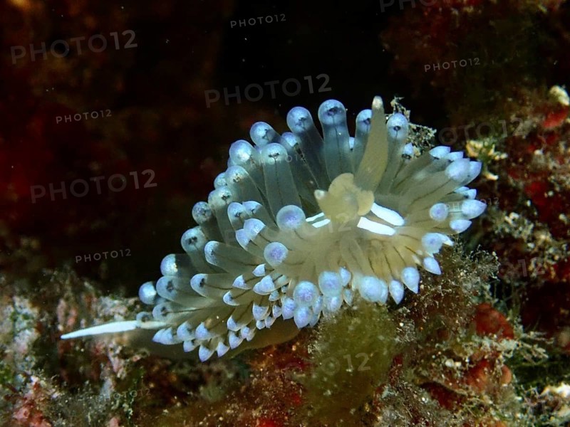 Bright blue Striped Thick-billed Slug (Janolus cristatus) with outstretched tentacles in the sea, dive site Cap de Creus Marine Reserve, Rosas, Costa Brava, Spain, Mediterranean Sea, Europe