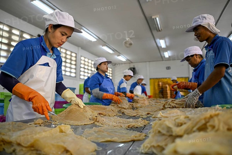 Employees of the company Chockdee Sea Products prepare dried jellyfish for export, Min Buri, near Bangkok, Thailand, Asia