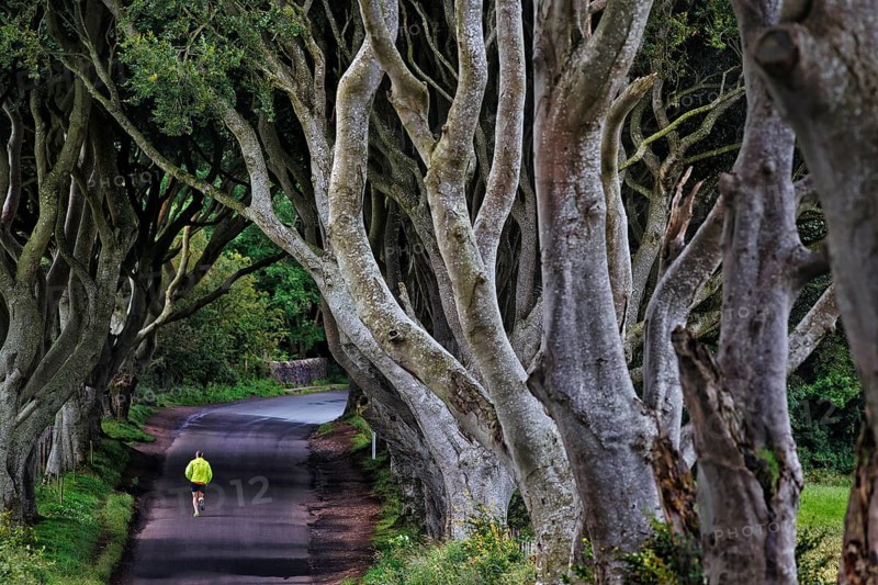 Famous beech avenue, The Dark Hedges, tunnel avenue with jogger, mystical film set, film location for Game of Thrones, tourist attraction, morning light, Ballymoney, County Antrim, Northern Ireland, Great Britain