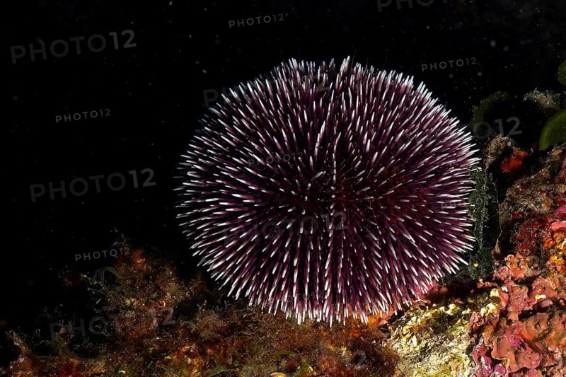Dark Sphaerechinus granularis (Sphaerechinus granularis) with contrast in black underwater environment, dive site Cap de Creus Marine Reserve, Rosas, Costa Brava, Spain, Mediterranean Sea, Europe