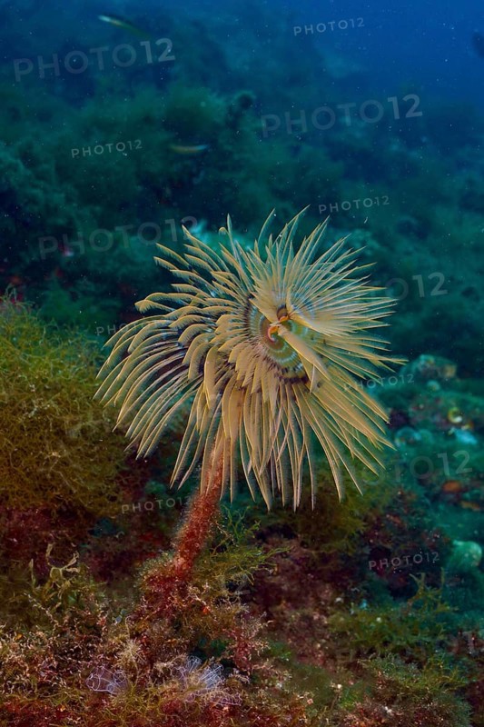 A feathery screw table (Sabella spallanzanii) stands upright in the blue water, dive site Cap de Creus Marine Reserve, Rosas, Costa Brava, Spain, Mediterranean Sea, Europe
