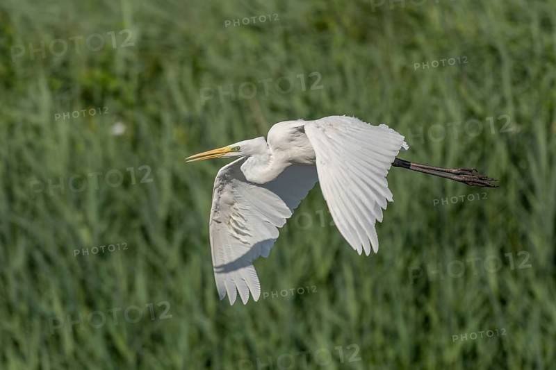 Short-eared owl (Ardea alba) in flight over a marshland. Bas Rhin, Alsace, France, Europe