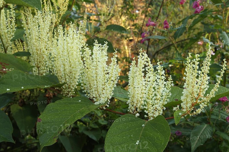 Reynoutria japonica (Reynoutria japonica) male flowers, Allgäu, Bavaria, Germany, Allgäu, Bavaria, Germany, Europe