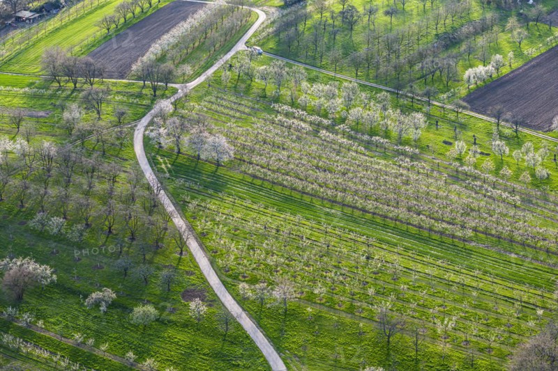 Spring in the Ortenau district, blossoming orchards, drone photo, Sasbach, Baden-Württemberg, Germany, Europe