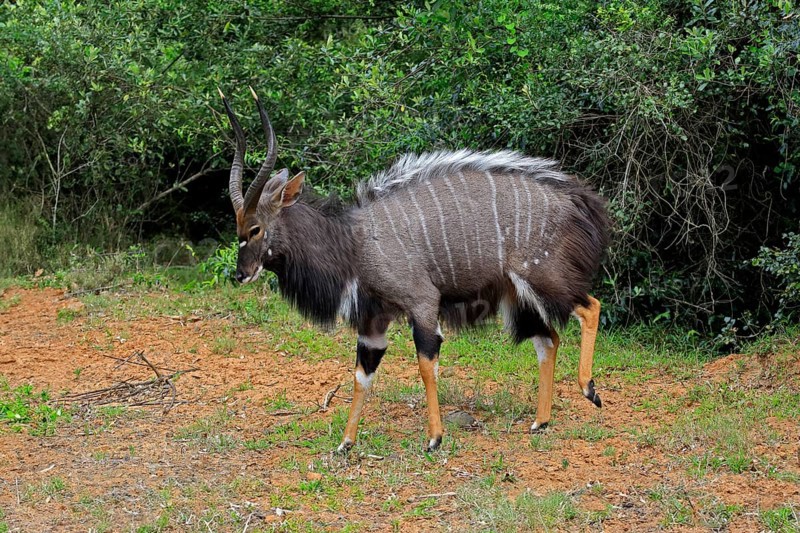 Nyala (Tragelaphus angasii), adult, male, foraging, Saint Lucia Estuary, Isimangaliso Wetland Park, Kwazulu Natal, South Africa, Africa