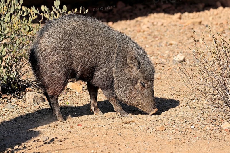Collared peccary (Pecari tajacu), adult, foraging, Sonoran Desert, Arizona, North America, USA, North America