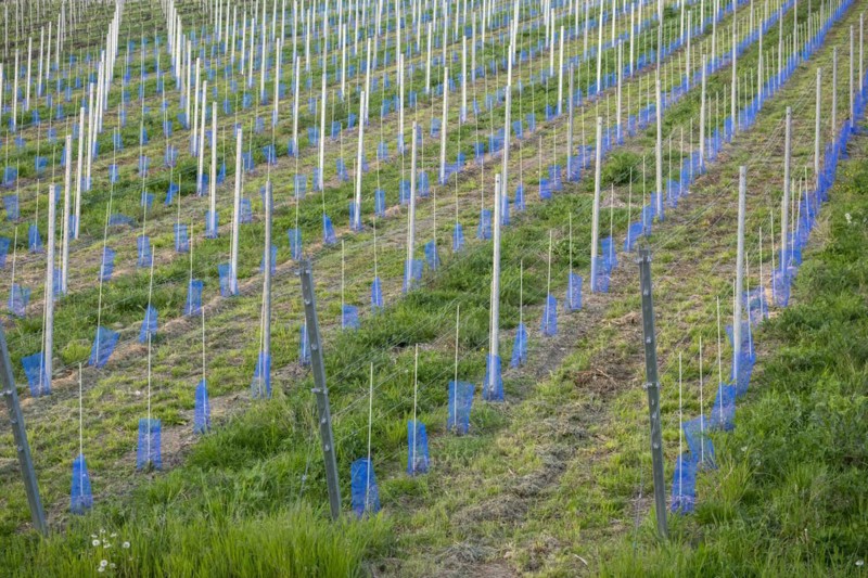 Vineyard, newly planted and cultivated, mulching, organic, Rems Valley, Baden-Württemberg, Germany, Europe