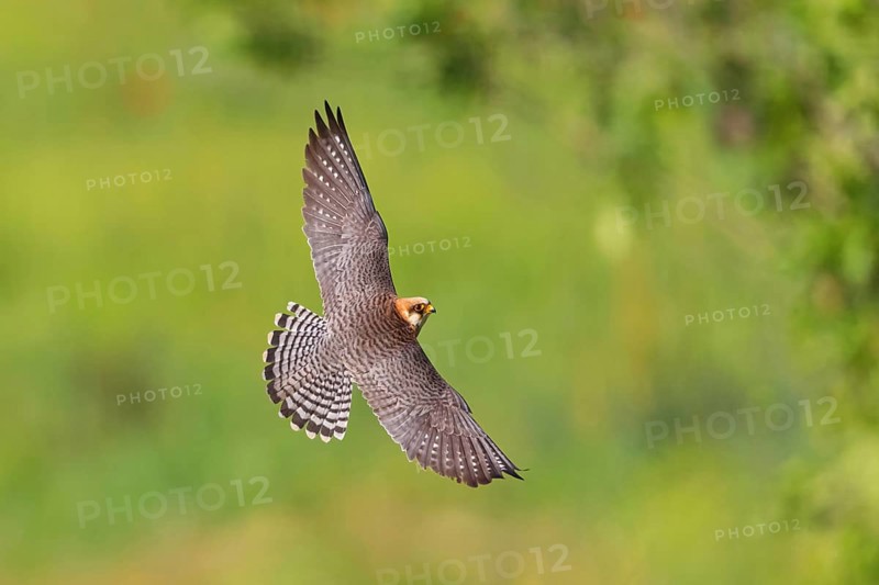 Red-footed Falcon, (Falco vespertinu), flight photo, falcon family, Tower Hide, Tiszaalpár, Kiskunsági National Park, Bács-Kiskun, Hungary, Europe