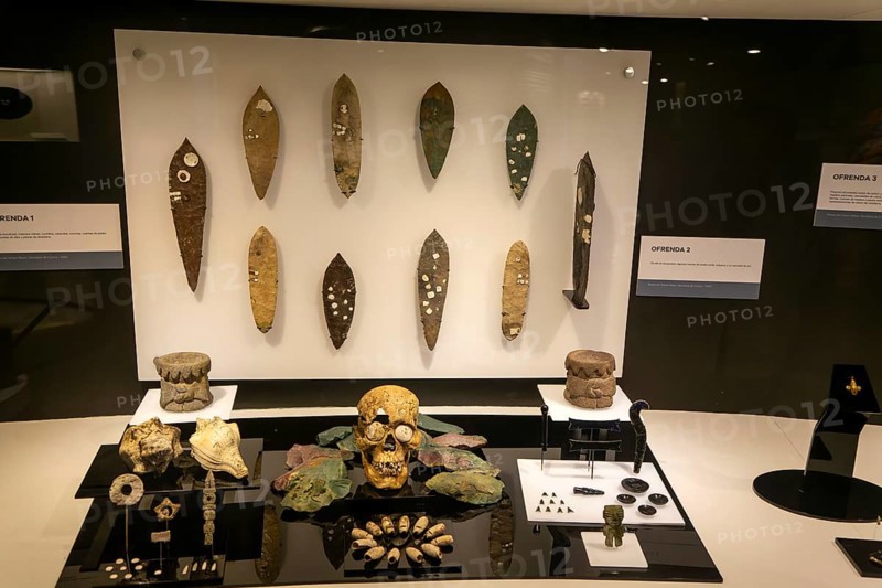 Offering of human skull, shells, stone blades, archaeological site and museum of Templo Mayor, Mexico City, Mexico, Central America