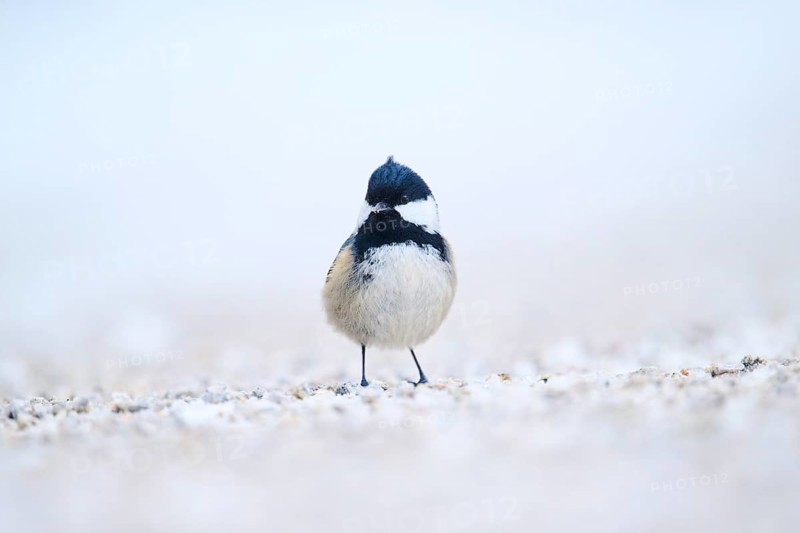 Coal tit (Periparus ater) on the ground in the snow in winter, Bavaria, Germany, Europe