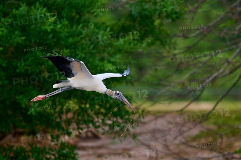Wood Stork (Mycteria americana), flies through a wooded area holding a stick in its beak, Wakodahatchee Wetlands, Delray Beach, Florida, USA, North America