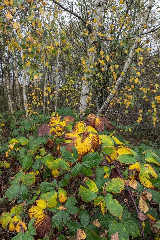 Autumn leaves of blackberry (Rubus fruticosus) in front of a birch (Betula pendula), Emsland, Lower Saxony, Germany, Europe