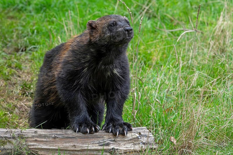 Wolverine, glutton, carcajou (Gulo gulo) showing front paws with big claws, native to Scandinavia, western Russia, Siberia, Canada and Alaska